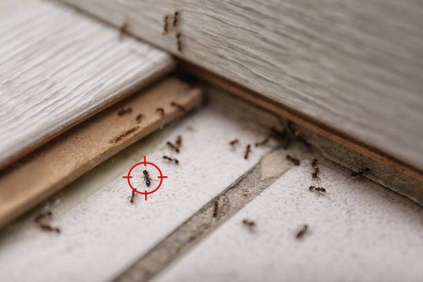 Best Rodent Control Near Me  in Pine Hill, NJ