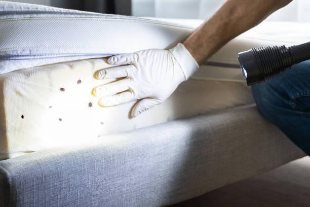 Flea Control Services in Pine Hill, NJ