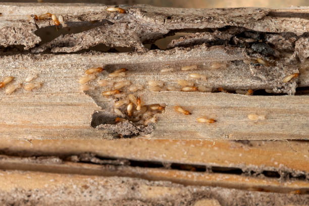 Wasp Removal Services in Pine Hill, NJ