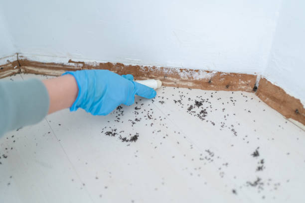 Best Bed Bug Extermination  in Pine Hill, NJ